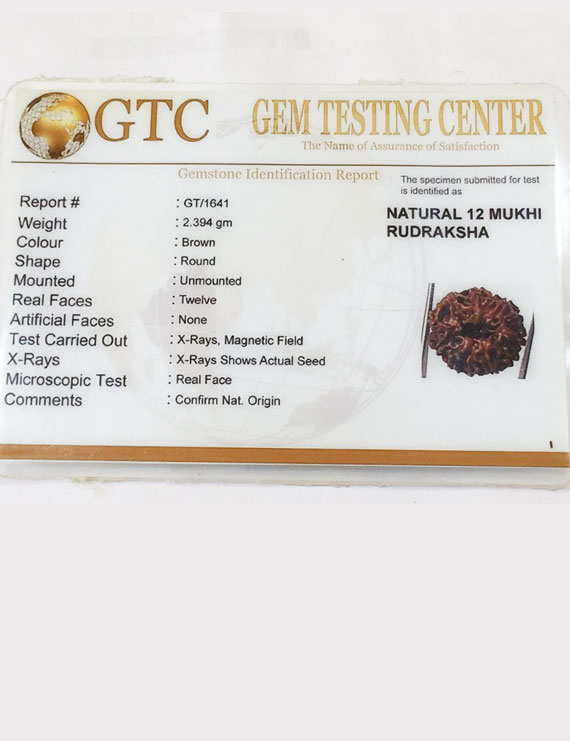 12 Mukhi Certified Indonesian Rudraksha Super Quality